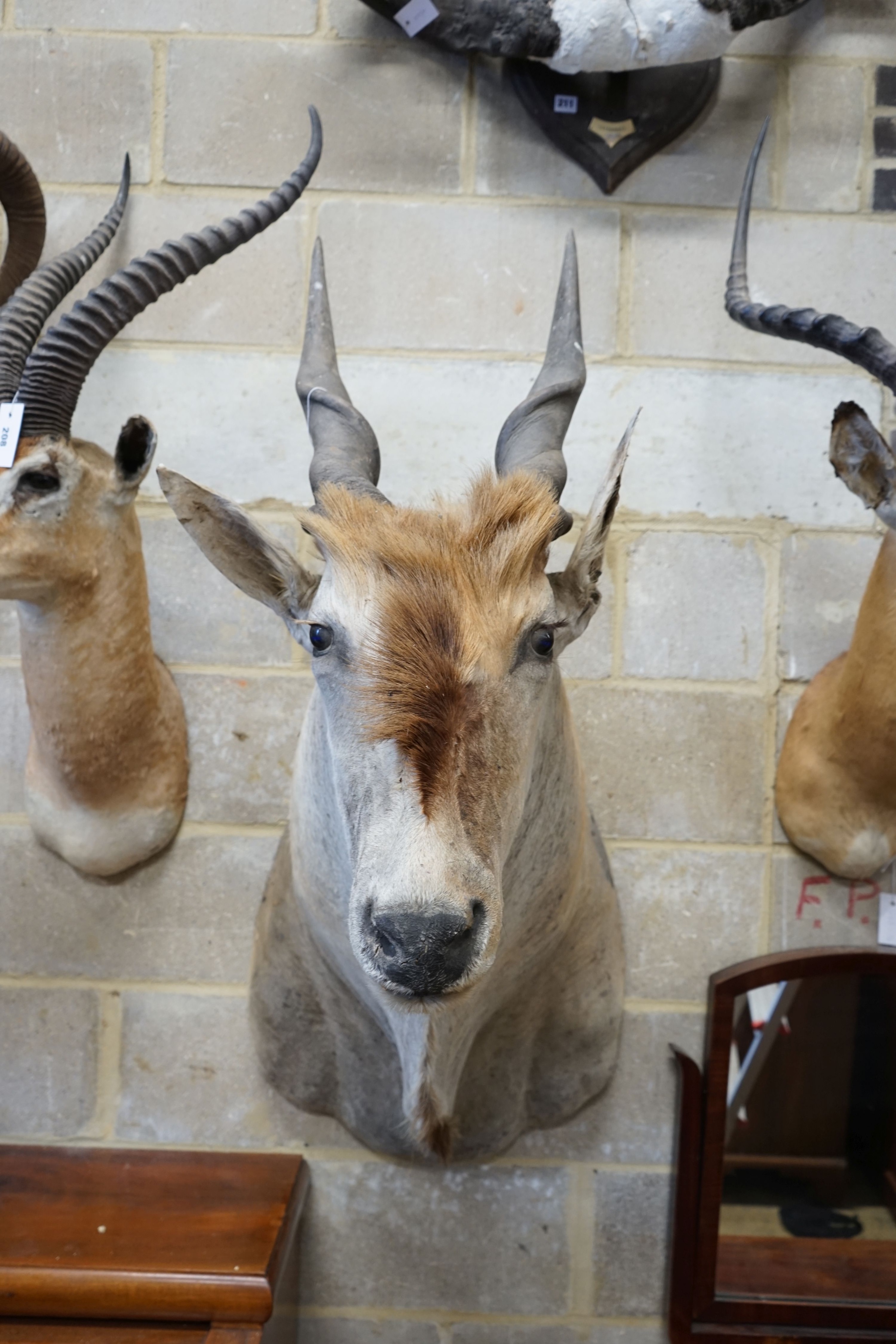 Taxidermy: A mounted Eland mask, projects approximately 80 cm